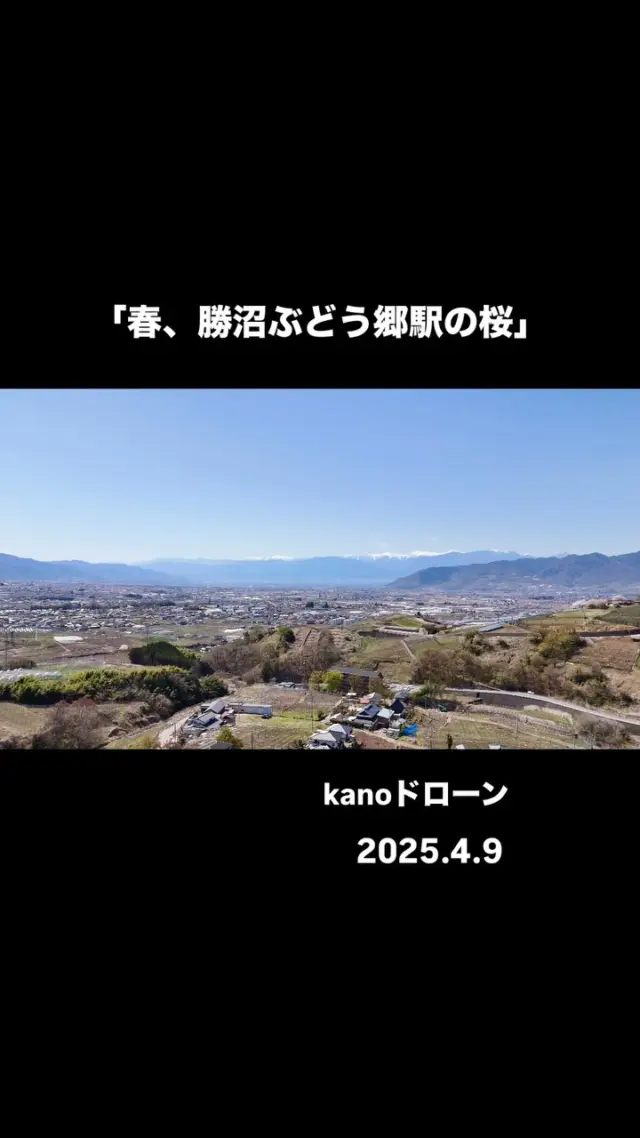 #ルバイヤートムービー ＃１３
「春、勝沼ぶどう郷駅の桜」
2025.4.9

満開を迎えた勝沼ぶどう郷駅の桜たち🌸

こんなチャンスを見逃さないのが#丸藤工場長 
ドローン動画をお送りします。

動画は
桜🌸満開の勝沼ぶどう郷駅
→ぶどうの丘→甲府盆地と南アルプス

次のKANOドローンもお楽しみに😊

#ドローン上達中#山梨ドローン
#本気のドローン撮影#気合い入ってます
#kanoドローン#ドローン#ドローン撮影
#勝沼ぶどう郷駅#桜#勝沼ぶどう郷駅の桜

#ルバイヤート#ルバイヤートワイン
#丸藤葡萄酒工業#丸藤葡萄酒#ワイナリー
#ワイン#日本ワイン#ワイン好きと繋がりたい

#rubaiyat#marufuji#marufujiwinery
#japanesewine#japanesewinery
#yamanashi#katsunuma