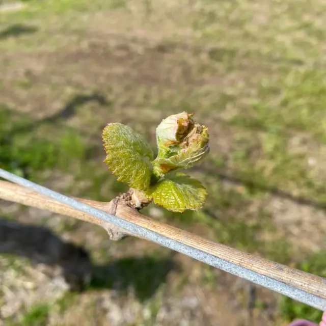 ◇ 最近の畑 ◇
葡萄たちはすくすくと生長しております🌱

4月18日現在の葡萄の様子はこんな感じです。
（畑・品種）
①-③ 旧屋敷・垣根 シャルドネ（展葉）
④-⑥ 北畑・垣根 タナ（萌芽〜展葉）
タナは萌芽の段階で少し赤みを帯びてます。

葡萄の生長ステージは段階分けされており、

萌芽（綿毛の芽が出始める）
展葉（葉が出始める）

開花、満開、ベレゾーン、着色…とありますが
現在はどの畑も「萌芽〜展葉」の間、
という状態です。
（4枚目のタナの写真が萌芽と展葉の間）

2025年の旧屋敷シャルドネは
4/8 萌芽、4/15展葉となりました。

展葉になってからの生長が本当に早いので
「葡萄の生長vs畑チームの誘引」の闘いの始まり笑。

これからどんどん伸びていく葡萄たち。
2025年も生長が楽しみです☘️

最後の写真は雨除けビニールを張った
ソーヴィニヨン・プランの畑の写真です。

そして6月14日開催、
宮沢和史さん出演の蔵コン！

まだお席が若干ありますので
参加ご希望の方はお早めにお申し込みください！

◇ 第34回 蔵コン ◇
出演：宮沢和史さん（元 THE BOOM）
〜ふるさと山梨の音と香り〜

◆出演：宮沢和史 （元THE BOOM）
 鬼武みゆき （ピアノ）
◆開催日時：2025年6月14日(土) 
◆時間：13:00〜15:40（受付：12:30〜）
 ワインパーティー：13:00〜14:15
　　　コンサート：14:30〜15:40
◆開催場所：丸藤葡萄酒ワイナリー
◆定員：約200名
◆料金： 10,000円
　（19歳以下8,000円、未就学児童：無料）
　　　　ワインテイスティング、おつまみ付
◆申込方法：丸藤公式HPより
◆シャトルバス運行（無料）
塩山駅南口↔︎丸藤ワイナリーのシャトルバスあり。

皆様のご参加お待ちしております🍷

 #ルバイヤート#ルバイヤートワイン
#丸藤葡萄酒工業#丸藤葡萄酒#ワイナリー
#ワイン#日本ワイン#ワイン好きと繋がりたい
#葡萄#ぶどう#栽培#展葉
#山梨#山梨県#甲州#甲州市#勝沼

#rubaiyat#marufuji#marufujiwinery
#japanesewine#japanesewinery
#yamanashi#koshu#katsunuma