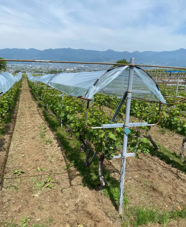 ◇ あのレインカット！再び！◇
🍷今週末の5/23〜5/25は蔵出しワインバー甲府🍷
詳細は下です！

垣根の畑に雨除け対策のビニールを張りました。
その名も「マンズ・レインカット」
1987年にマンズワインさん
@mannswines_official
が考案した垣根の雨除け方式。
（マンズさんHPより）

丸藤の垣根では約15年前まで
マンズ・レインカット方式を採用していたそうですが

その後は傘紙やトンネルメッシュ、
フルーツゾーンにビニールを掛けるなど
雨除け対策は色々と試行錯誤をしています。

でもマンズレインカットがやっぱり良いんしゃね🤔❓
という話になり、
各垣根の畑で数列ずつテストで設置しました。

雨が多い日本では雨除け対策は必須です。
設置箇所のカビや病気の有無など注目していきます☂️

そして！今年もあのイベントが開催！
蔵出しワインバー in 甲府！

●蔵出しワインバー（甲府駅北口・よっちゃばれ広場）
5/23(金)17:00-21:00
5/24(土)11:00-21:00
5/25(日)11:00-19:00
スタートセット：4,500円
（参加料・試食券：グラス代）

全日、丸藤スタッフが会場にいます！
ワインの話、丸藤の話などなど
直接お話しできるのを楽しみにしてます！

皆様のご来場、お待ちしております！

 #ルバイヤート#ルバイヤートワイン
#丸藤葡萄酒工業#丸藤葡萄酒#ワイナリー
#ワイン#日本ワイン#ワイン好きと繋がりたい
#葡萄#ぶどう#栽培#マンズレインカット
#山梨#山梨県#甲州#甲州市#勝沼

#rubaiyat#marufuji#marufujiwinery
#japanesewine#japanesewinery
#yamanashi#koshu#katsunuma